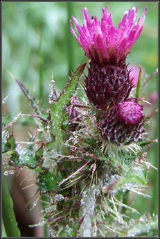 thistle,marsh (feochad�n corraigh)