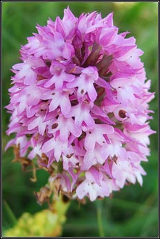 orchid,pyramidal (magairl�n na stuaice)