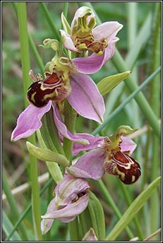 bee orchid (magairl�n na mbeach)
