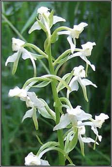 orchid,greater butterfly (magairl�n m�r an fh�ileac�in)