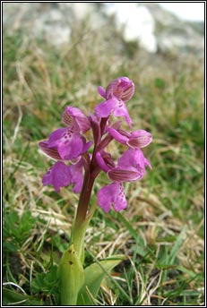 orchid,green-winged (magairl�n f�itheach)
