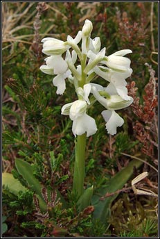 orchid,green-winged (magairl�n f�itheach)