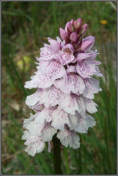 orchid,heath spotted (magairl�n meidhreach)