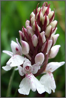 orchid,heath spotted (magairl�n meidhreach)