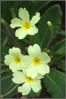 primrose (sabhairc�n)