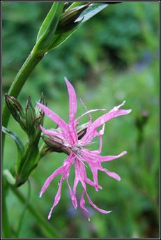 ragged robin (pl�r na cuaiche)