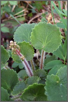 saxifrage,kidney (m�r�n giobach)