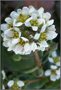 scurvygrass,common (biolar tr�)
