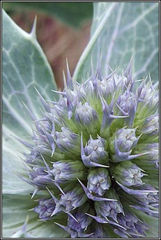 sea holly (cuileann tr�)