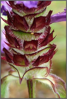 selfheal (du�n ceannchosach)