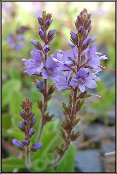 speedwell,heath (lus cr�)