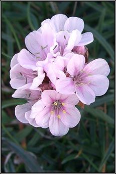 thrift (rabh�n)