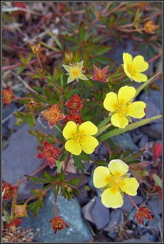 tormentil (n�alfartach shraoilleach)