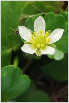 water-crowfoot,round-leaved (n�al uisce cruin)