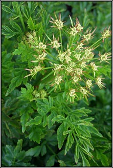 hemlock water-dropwort (tr�anlus braonach an chorraigh)