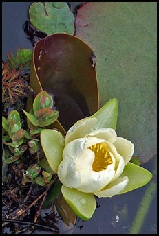 water-lily,white (bac�n b�n)