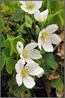 wood-sorrel (seams�g)