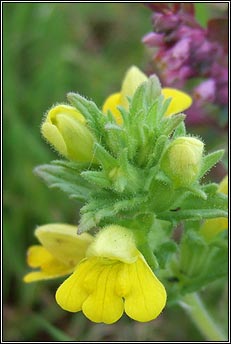 bartsia,yellow (hocas tae bu�)