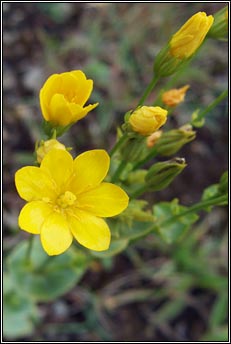 yellow-wort (gr�imire bu�)