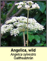angelica,wild (Gallfheabhr�n)