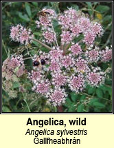 angelica,wild (Gallfheabhr�n)