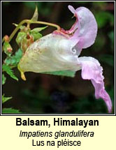 balsam,himalayan/indian (lus na pl�isce)