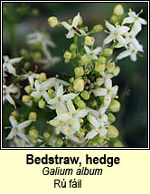 bedstraw,hedge (r� f�il)