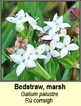 bedstraw,marsh (r� corraigh)
