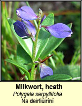 milkwort,heath (na deirfi�ir�n�)