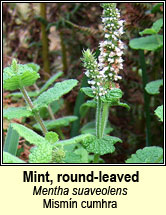 mint,round-leaved (mism�n cumhra)
