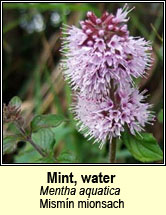 mint,water (mism�n mionsach)