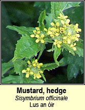 mustard,hedge (lus an �ir)