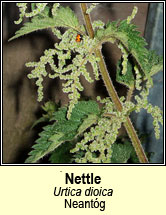 nettle (neant�g)
