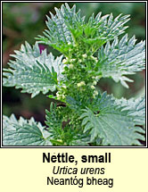 nettle,small (neant�g bheag)