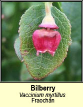bilberry (fraoch�n)