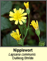 nipplewort (duilleog bhr�de)