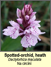 orchid,heath spotted (magairl�n meidhreach)