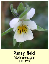 pansy,field (lus cro�)
