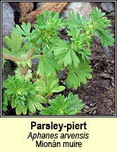 parsley piert (mion�n muire)
