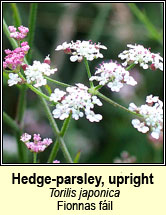 hedge-parsley,upright (fionnas f�il)