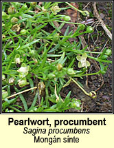 pearlwort,procumbent (mong�n s�nte)