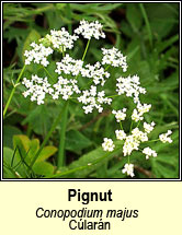 pignut (c�lar�n)
