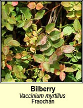 bilberry (fraoch�n)