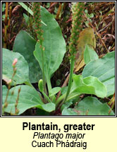 plantain,greater (cuach ph�draig)