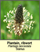 plantain,ribwort (sl�nlus)
