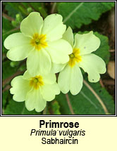 primrose (sabhairc�n)