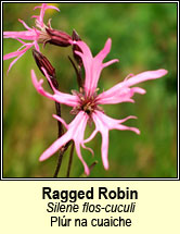 ragged robin (pl�r na cuaiche)