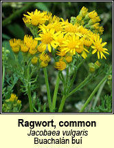 ragwort (buachal�n bu�)