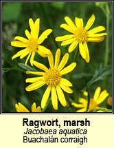 ragwort,marsh (Buachal�n corraigh)