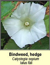 bindweed,hedge (ialus f�il)